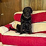 dog, black_dog, sitting, couch, quilted_couch_cover, red, white, wood_panel_wall, door, indoor, pet, collar, calm, furniture, living_room, domestic_animal, animal, canine, resting, house