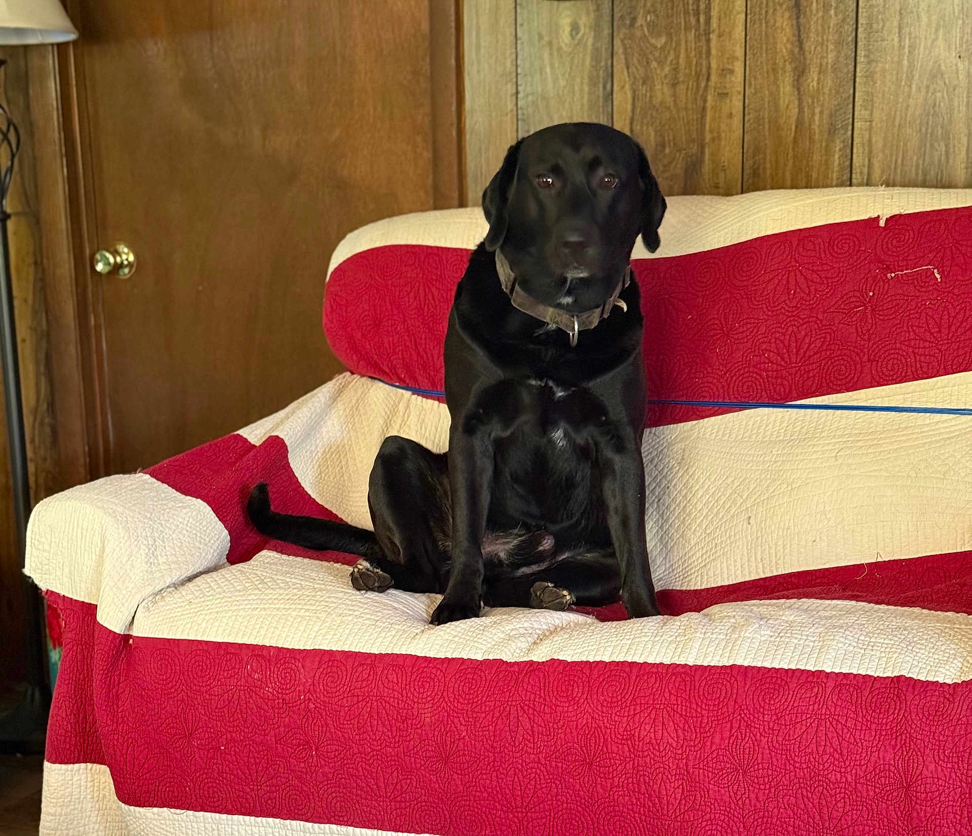 Buddy joined the competition — help win amazing prizes! dog, black_dog, sitting, couch, quilted_couch_cover, red, white, wood_panel_wall, door, indoor, pet, collar, calm, furniture, living_room, domestic_animal, animal, canine, resting, house