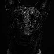 Taika a rejoint le concours — aidez-le/la à gagner de superbes lots ! dog, black_dog, portrait, water_droplets, wet_fur, chain_collar, animal, pet, ears, face, eyes, moody, dark_background, closeup, studio_shot, focused, intense, black, canine, expression