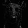 dog, black_dog, portrait, water_droplets, wet_fur, chain_collar, animal, pet, ears, face, eyes, moody, dark_background, closeup, studio_shot, focused, intense, black, canine, expression