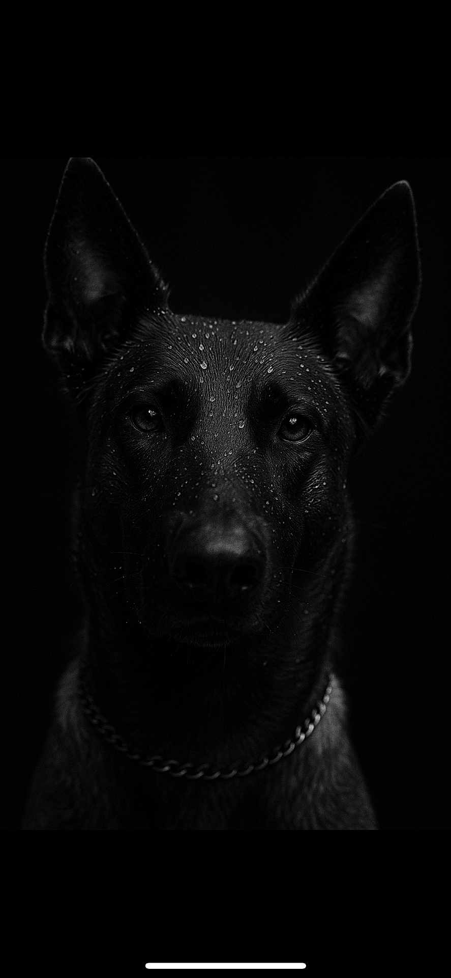 Taika a rejoint le concours — aidez-le/la à gagner de superbes lots ! dog, black_dog, portrait, water_droplets, wet_fur, chain_collar, animal, pet, ears, face, eyes, moody, dark_background, closeup, studio_shot, focused, intense, black, canine, expression