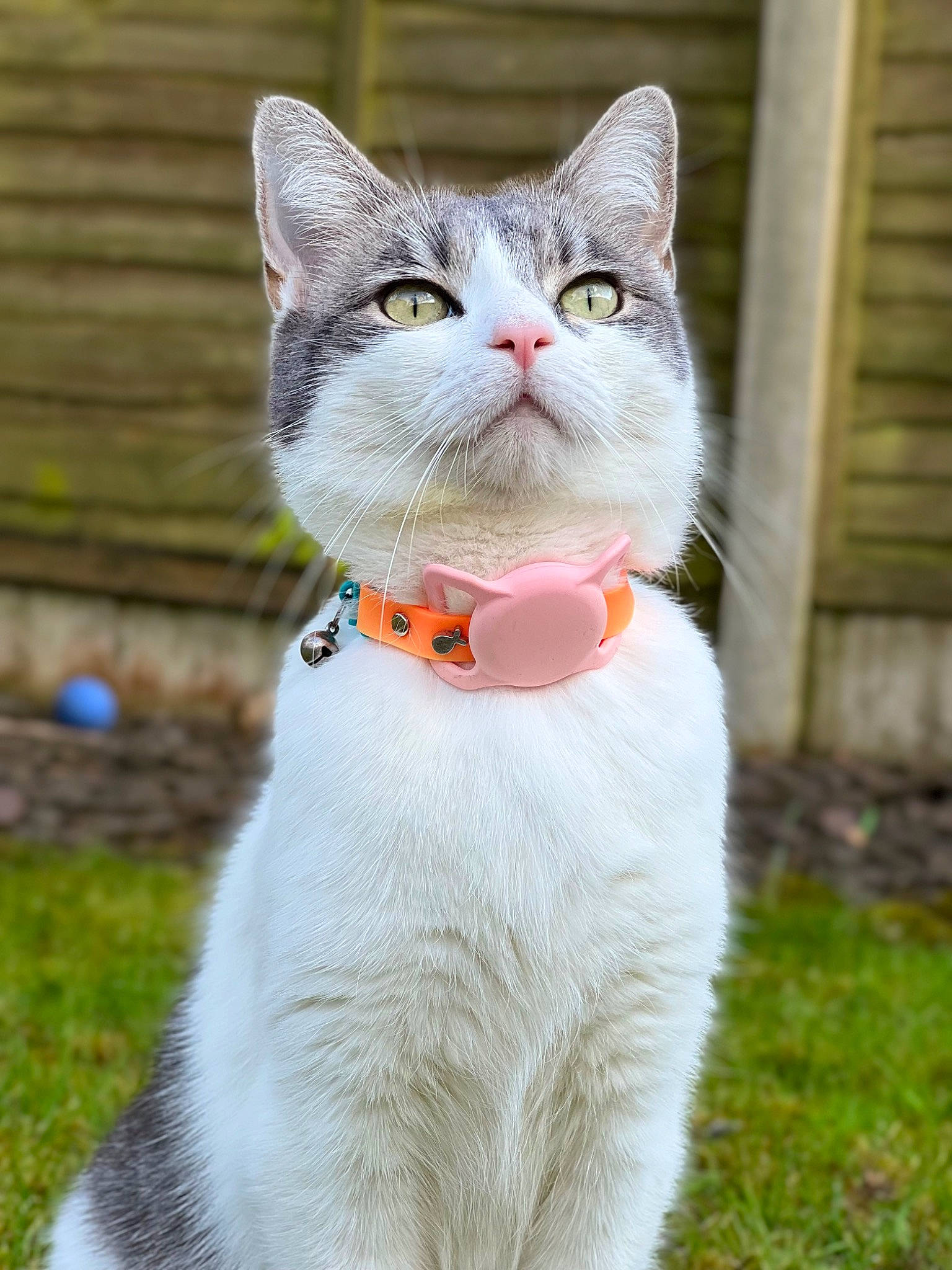 Kitkat