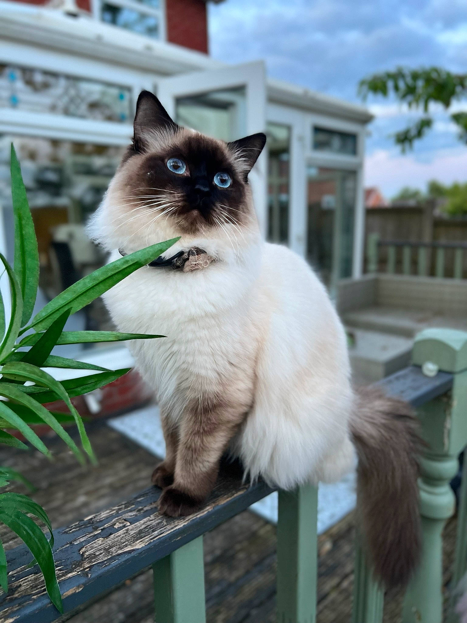 Mr Buttons joined the competition — help win amazing prizes! carnivore, cat, cloud, collar, event, fawn, felidae, fur, grass, iris, plant, siamese, sky, small_to_medium_sized_cats, snout, tail, thai, tree, waste_container, whiskers