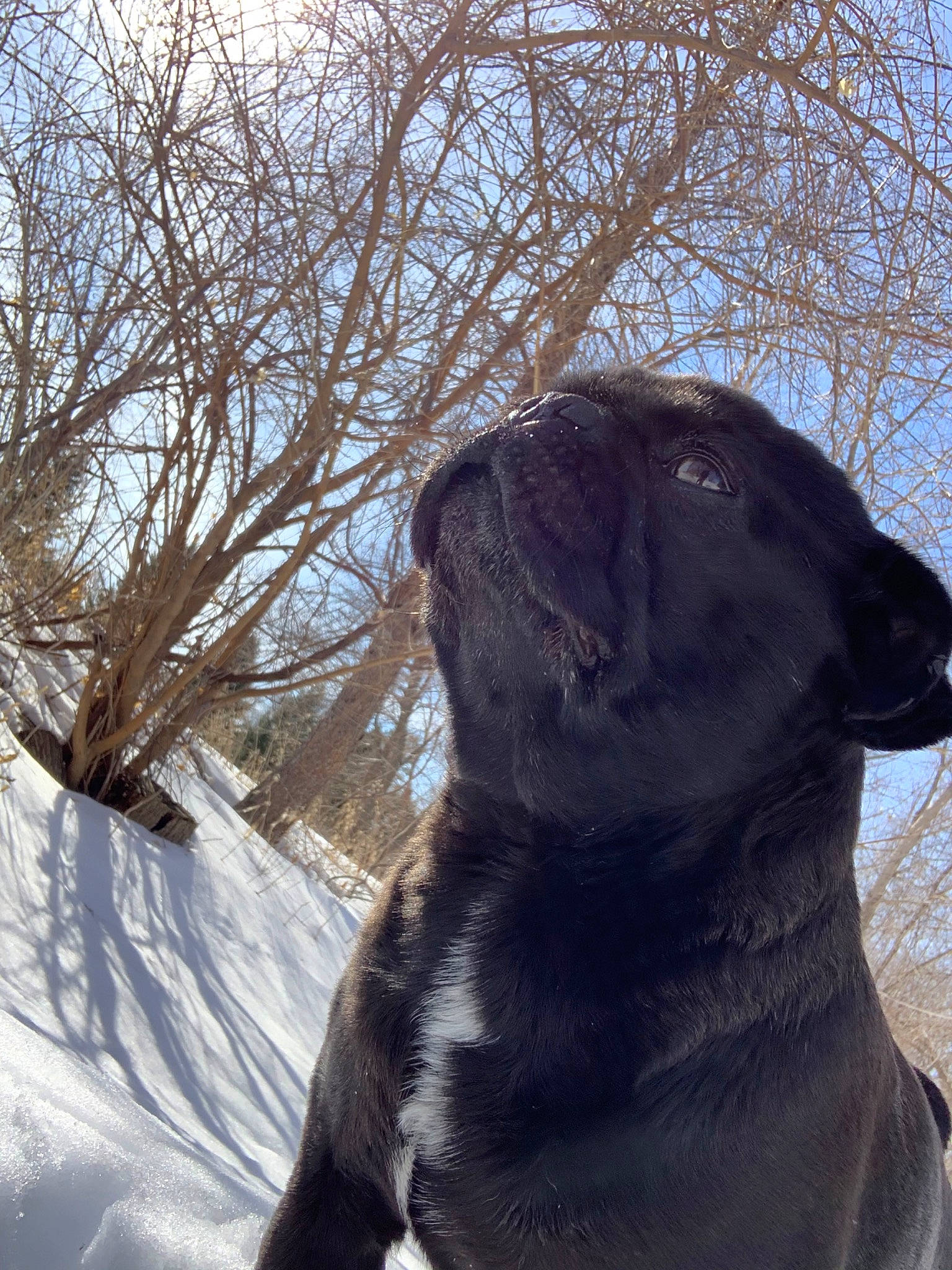 Morgan joined the competition — help win amazing prizes! cane_corso, canidae, carnivore, dog, dog_breed, fawn, guard_dog, labrador_retriever, snout, snow, sporting_group, tree, whiskers, winter
