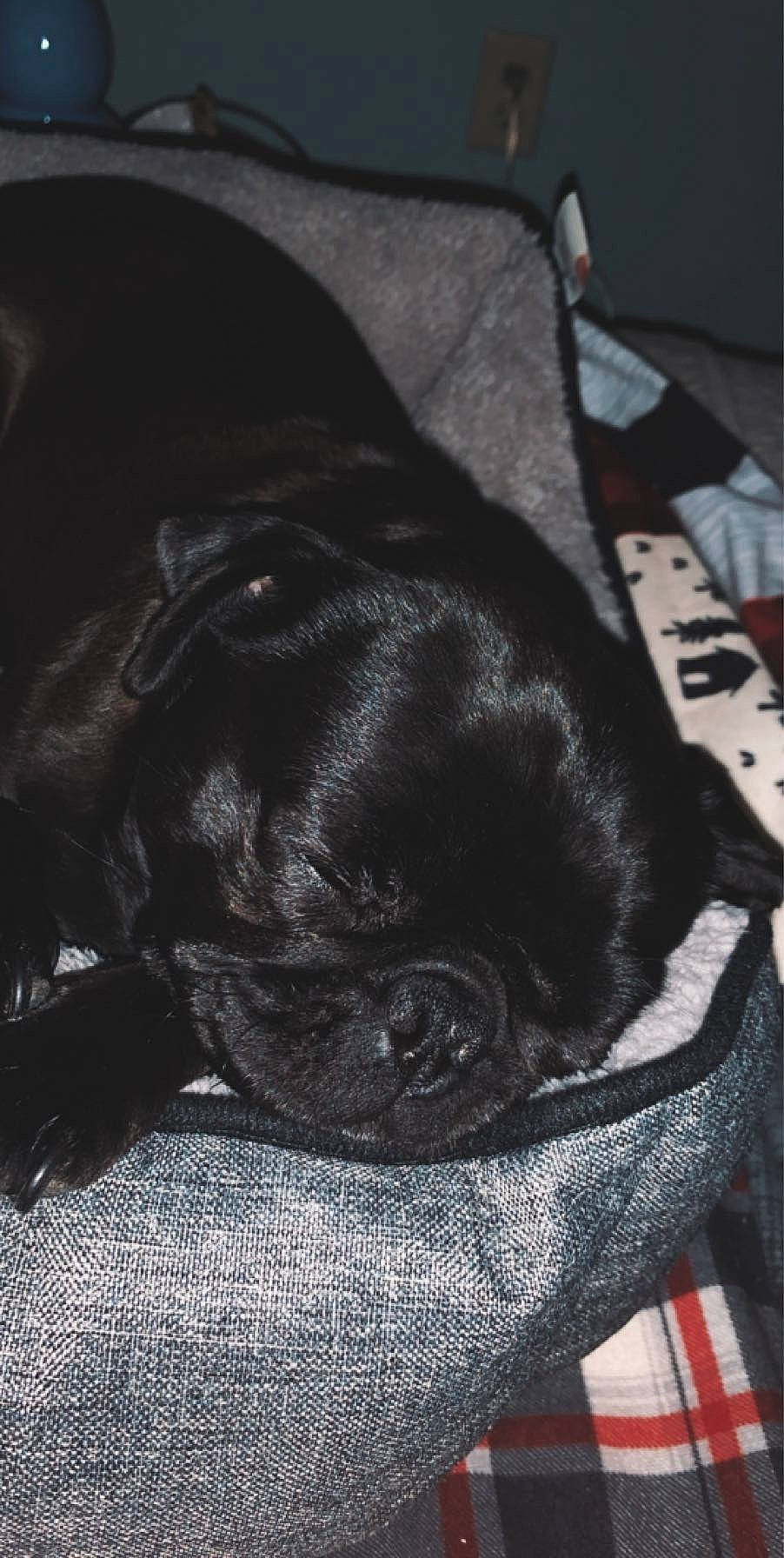 Morgan joined the competition — help win amazing prizes! black, canidae, carnivore, companion_dog, dog, dog_breed, ear, fawn, french_bulldog, nap, non_sporting_group, pug, puppy, sleep, snout, sporting_group