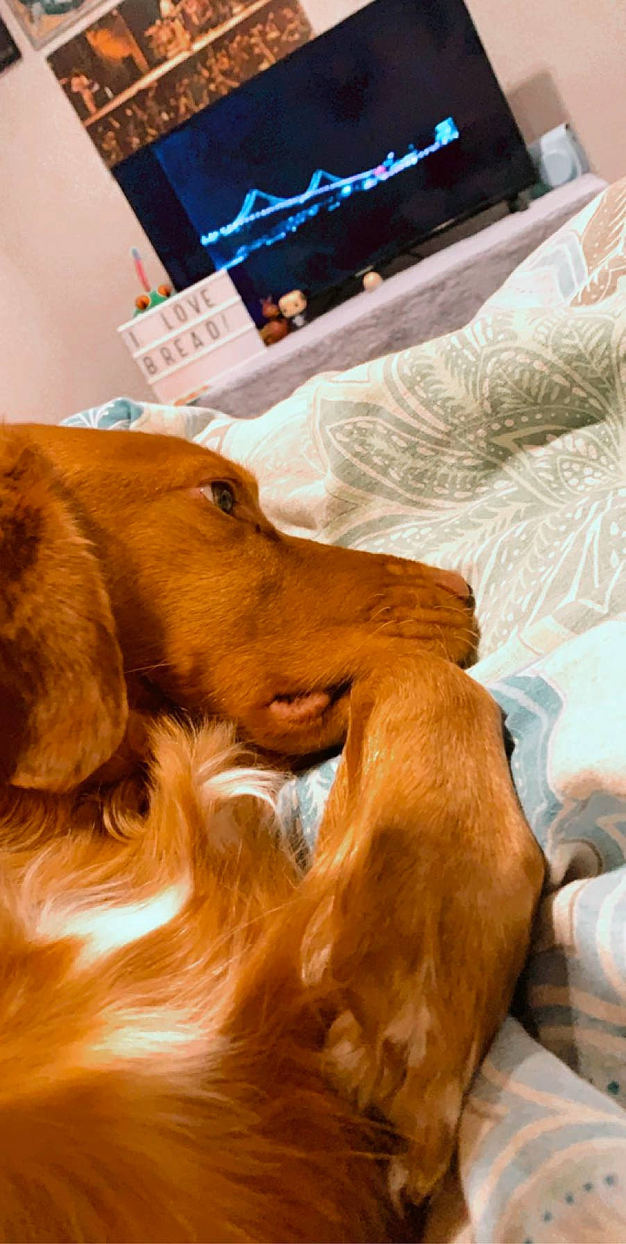 Red joined the competition — help win amazing prizes! canidae, carnivore, companion_dog, dog, dog_breed, irish_setter, setter, snout, sporting_group, vizsla