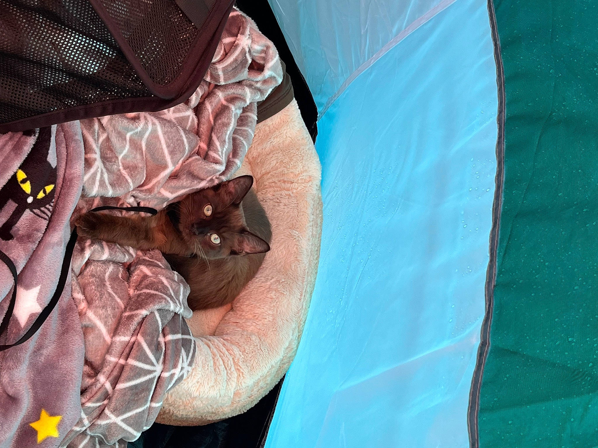 Winnie Bear joined the competition — help win amazing prizes! denim, dress_shirt, elbow, electric_blue, fashion_accessory, human_leg, linens, magenta, nail, pattern, personal_protective_equipment, sleeve, sportswear, t_shirt, tarpaulin, tattoo, tent, textile, tints_and_shades, wrist