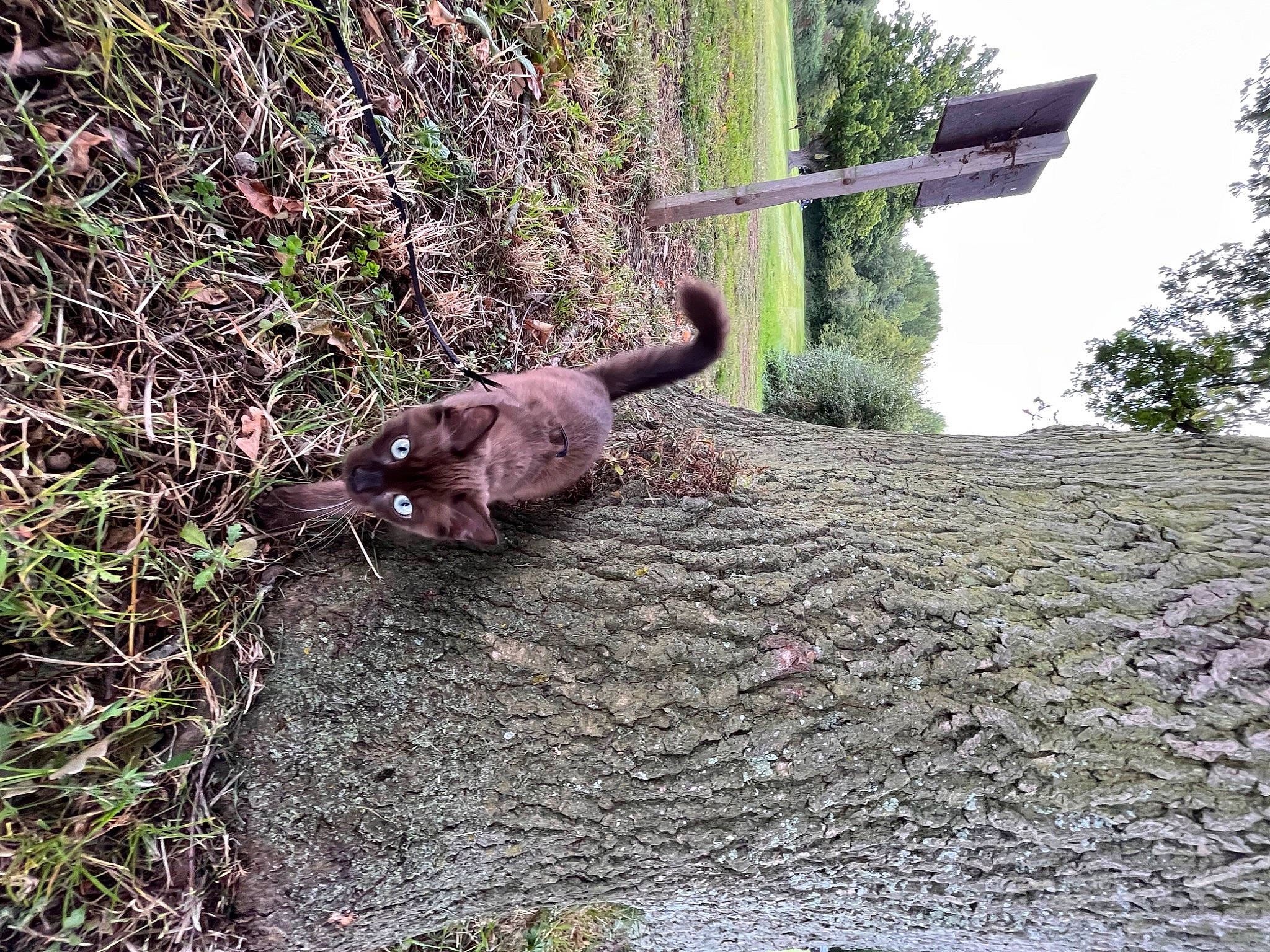 Winnie Bear joined the competition — help win amazing prizes! canidae, carnivore, cat, dog_breed, felidae, grass, groundcover, plant, road_surface, rock, shadow, small_to_medium_sized_cats, soil, sporting_group, tail, terrestrial_animal, tree, trunk, wood, working_animal