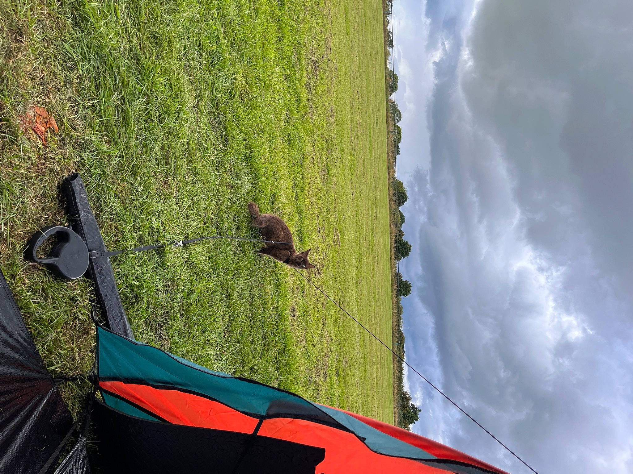 Winnie Bear is registered to the contest to win money with this photo: adventure, automotive_exterior, automotive_tire, cloud, dog, grass, grassland, landscape, leisure, line, plant, sky, slope, tints_and_shades, tire, tree, trunk, vehicle, vehicle_door, wood