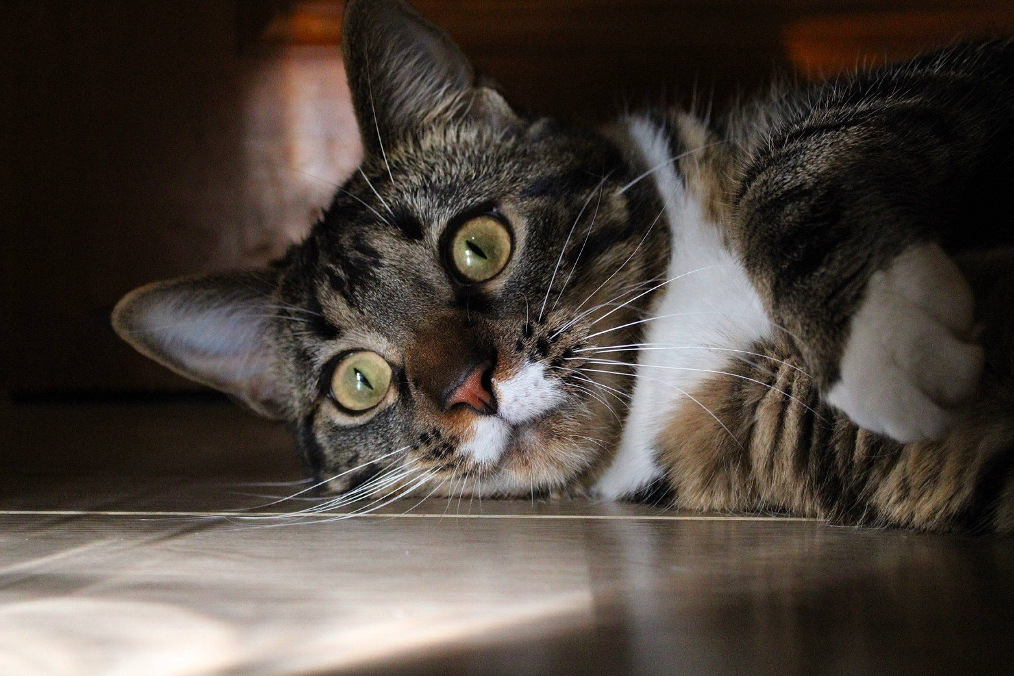 Ruby participe au concours pour gagner de l'argent avec cette photo : carnivore, cat, comfort, darkness, domestic_short_haired_cat, felidae, fur, paw, small_to_medium_sized_cats, snout, whiskers