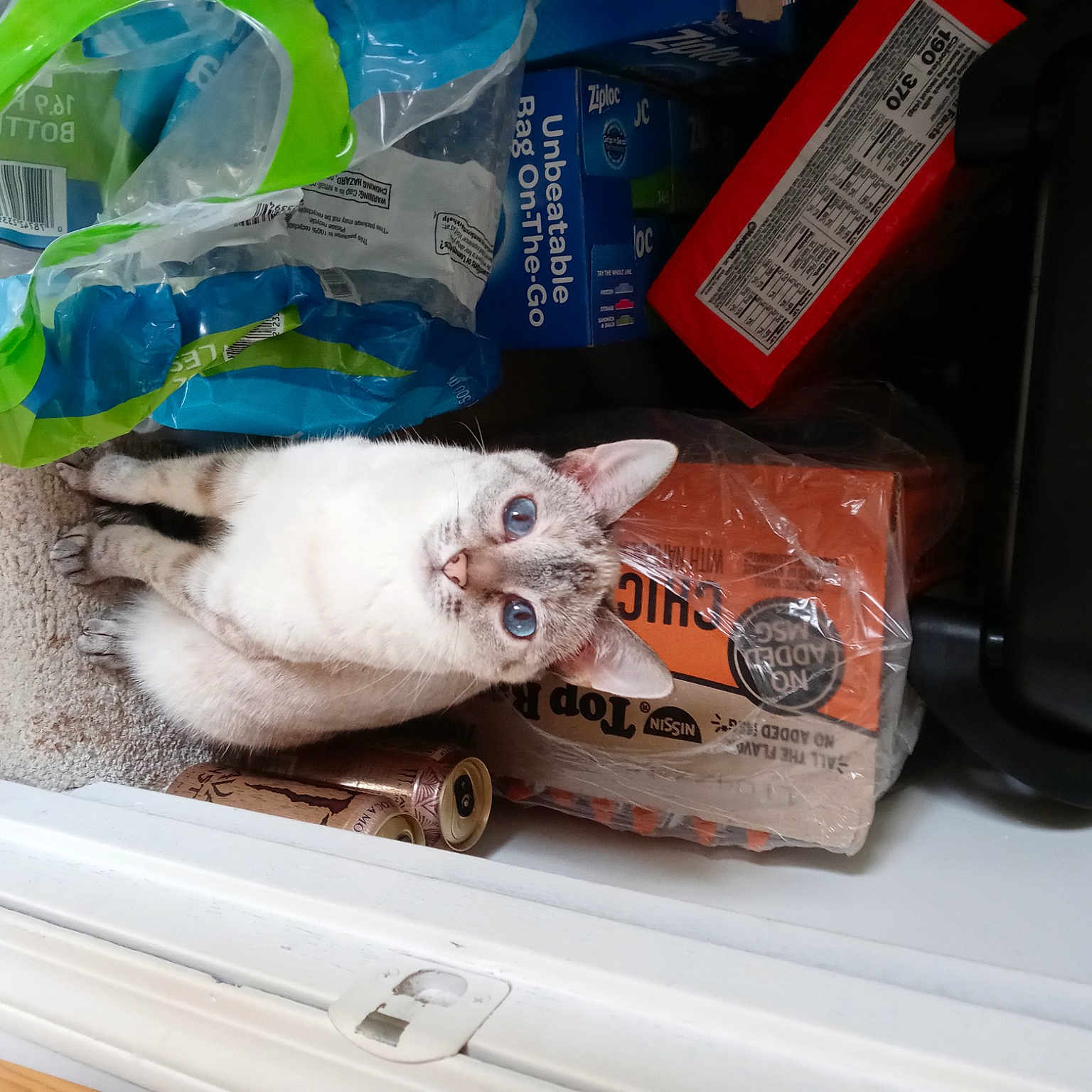 Ghost joined the competition — help win amazing prizes! art, box, carnivore, cat, comfort_food, domestic_short_haired_cat, felidae, mammal, paper, plastic, plastic_bag, small_to_medium_sized_cats, tail, vertebrate, whiskers