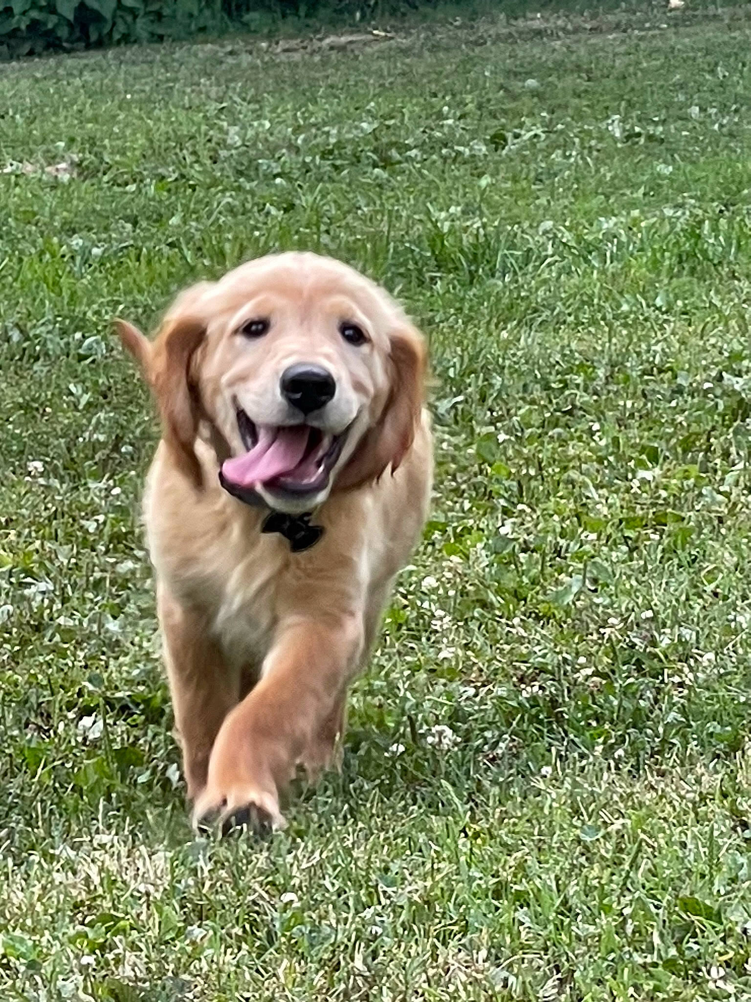 Duke is registered to the contest to win money with this photo: canidae, carnivore, companion_dog, dog, dog_breed, fawn, golden_retriever, grass, grassland, groundcover, gun_dog, herbaceous_plant, labrador_retriever, people_in_nature, plant, retriever, snout, sporting_group, working_dog