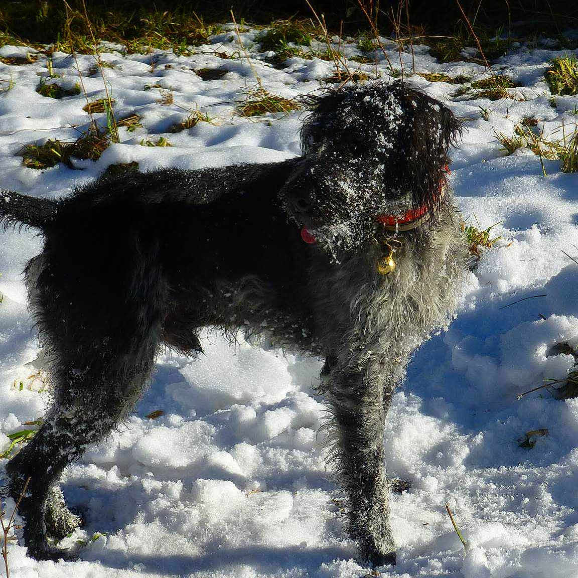 Caid Des Petites Amaries