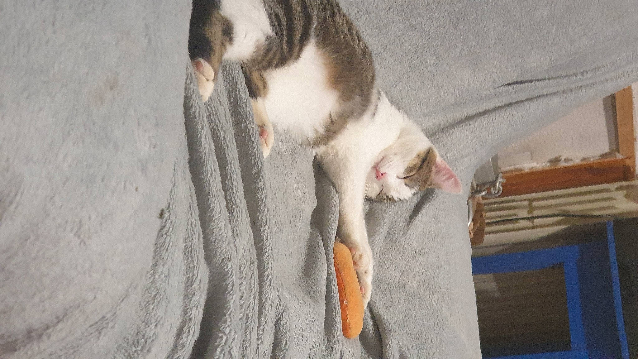 Kado participe au concours pour gagner de l'argent avec cette photo : carnivore, cat, claw, comfort, domestic_short_haired_cat, fawn, felidae, fur, grey, linens, paw, small_to_medium_sized_cats, snout, tail, textile, whiskers, wood, woven_fabric