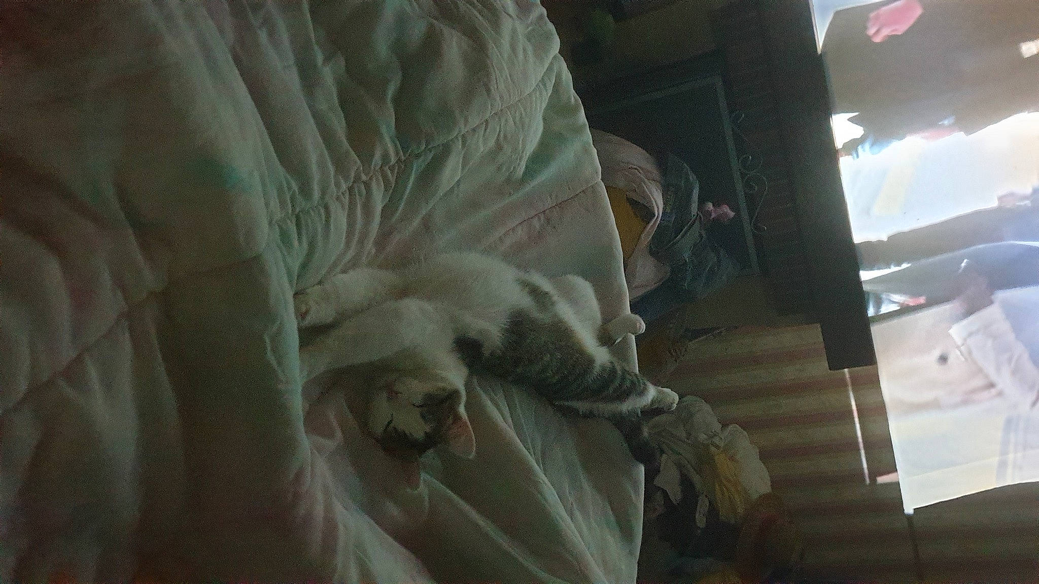 Kado a rejoint le concours — aidez-le/la à gagner de superbes lots ! art, bed_sheet, bedding, carving, cg_artwork, classical_sculpture, comfort, darkness, feather, felidae, fictional_character, fur, linens, monument, room, sculpture, statue, visual_arts, wing