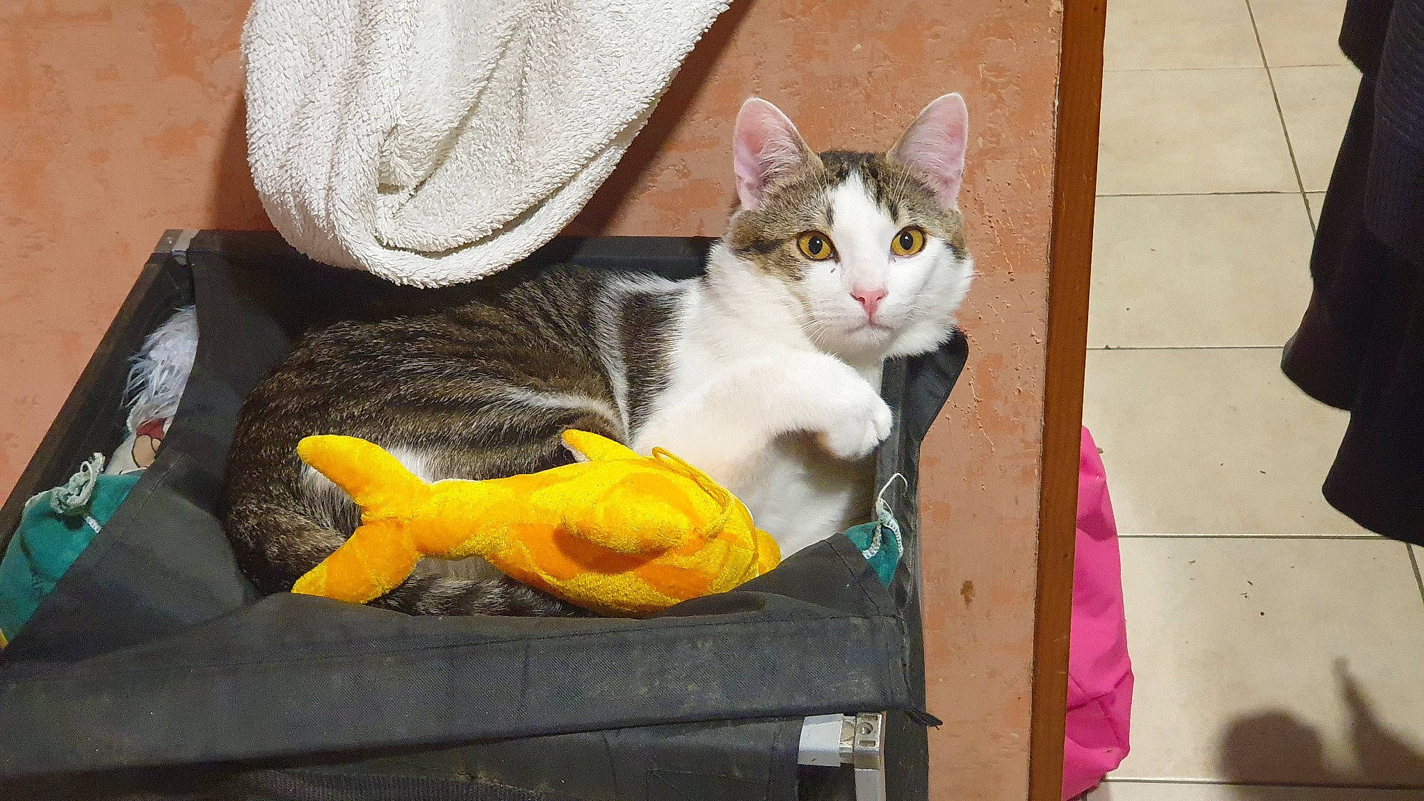 Kado a rejoint le concours — aidez-le/la à gagner de superbes lots ! box, carnivore, cat, comfort, domestic_short_haired_cat, door, felidae, fur, grey, linens, paw, plant, sitting, small_to_medium_sized_cats, tail, vertebrate, whiskers, wood