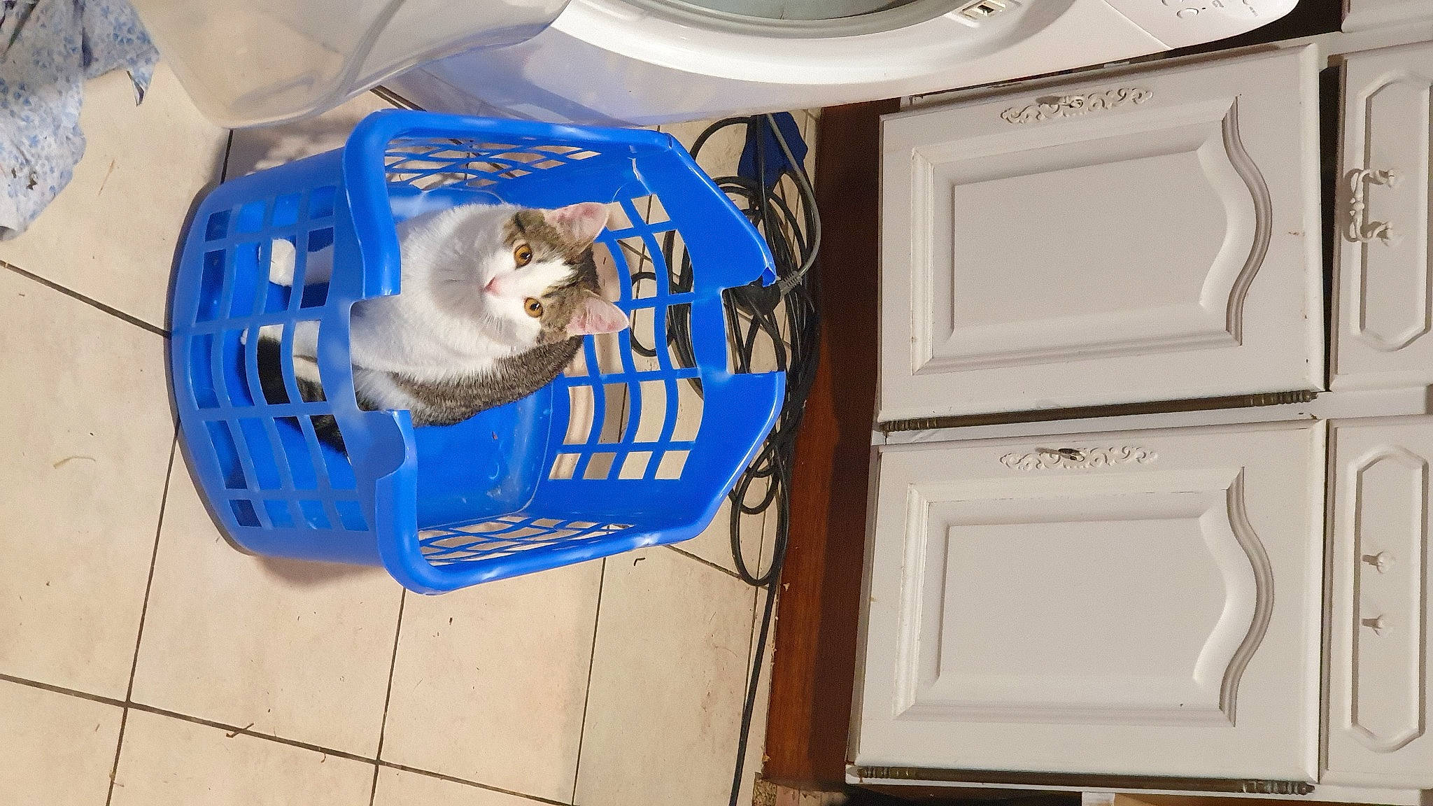 Kado a rejoint le concours — aidez-le/la à gagner de superbes lots ! cat, electric_blue, electrical_supply, electrical_wiring, felidae, gas, home_door, machine, molding, plastic, rectangle, room, small_to_medium_sized_cats, whiskers, white, wood