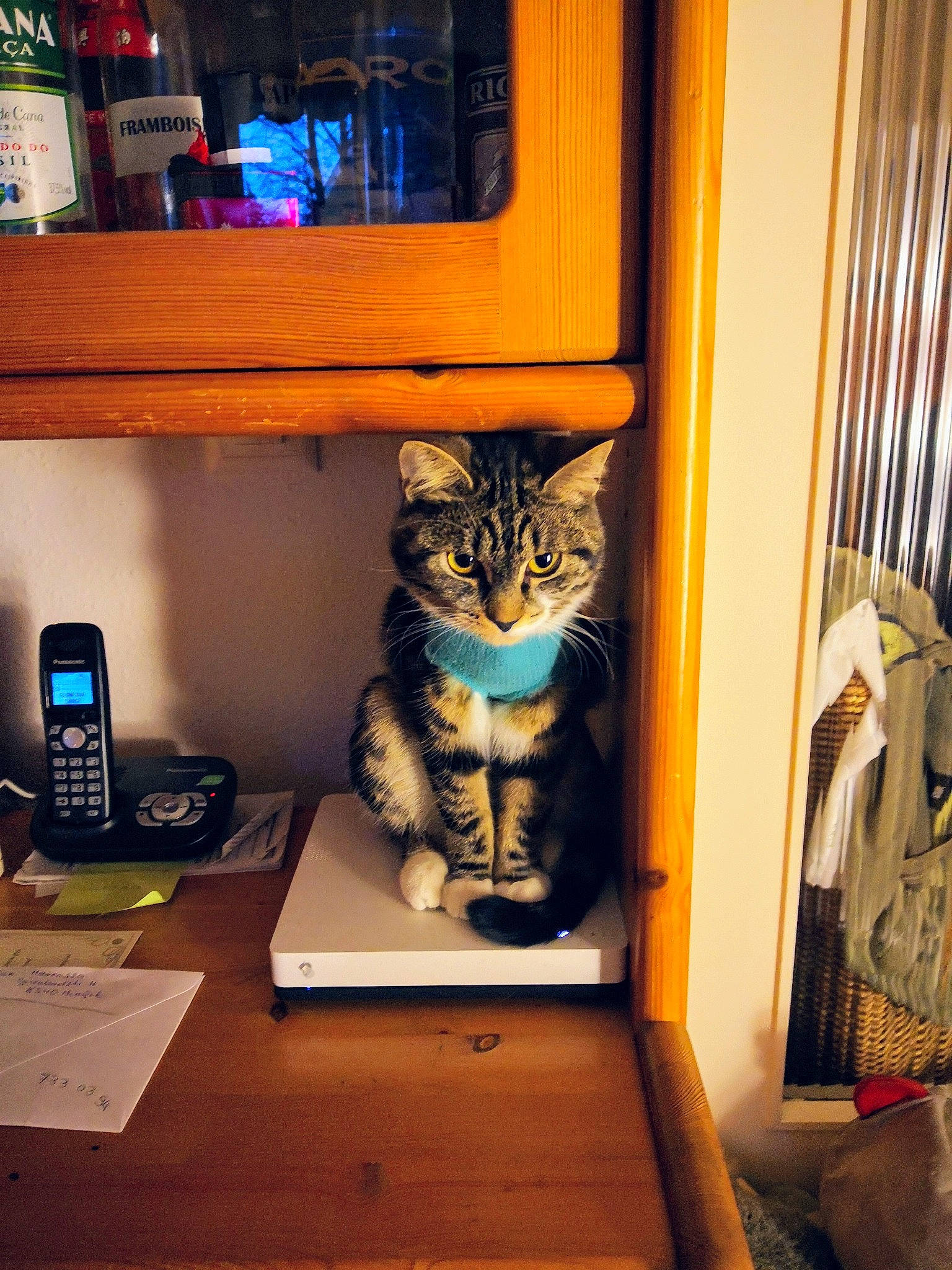 Chaussette participe au concours pour gagner de l'argent avec cette photo : answering_machine, carnivore, cat, communication_device, corded_phone, desk, domestic_short_haired_cat, door, felidae, gadget, hardwood, interior_design, room, small_to_medium_sized_cats, table, telephone, telephony, whiskers, window, wood