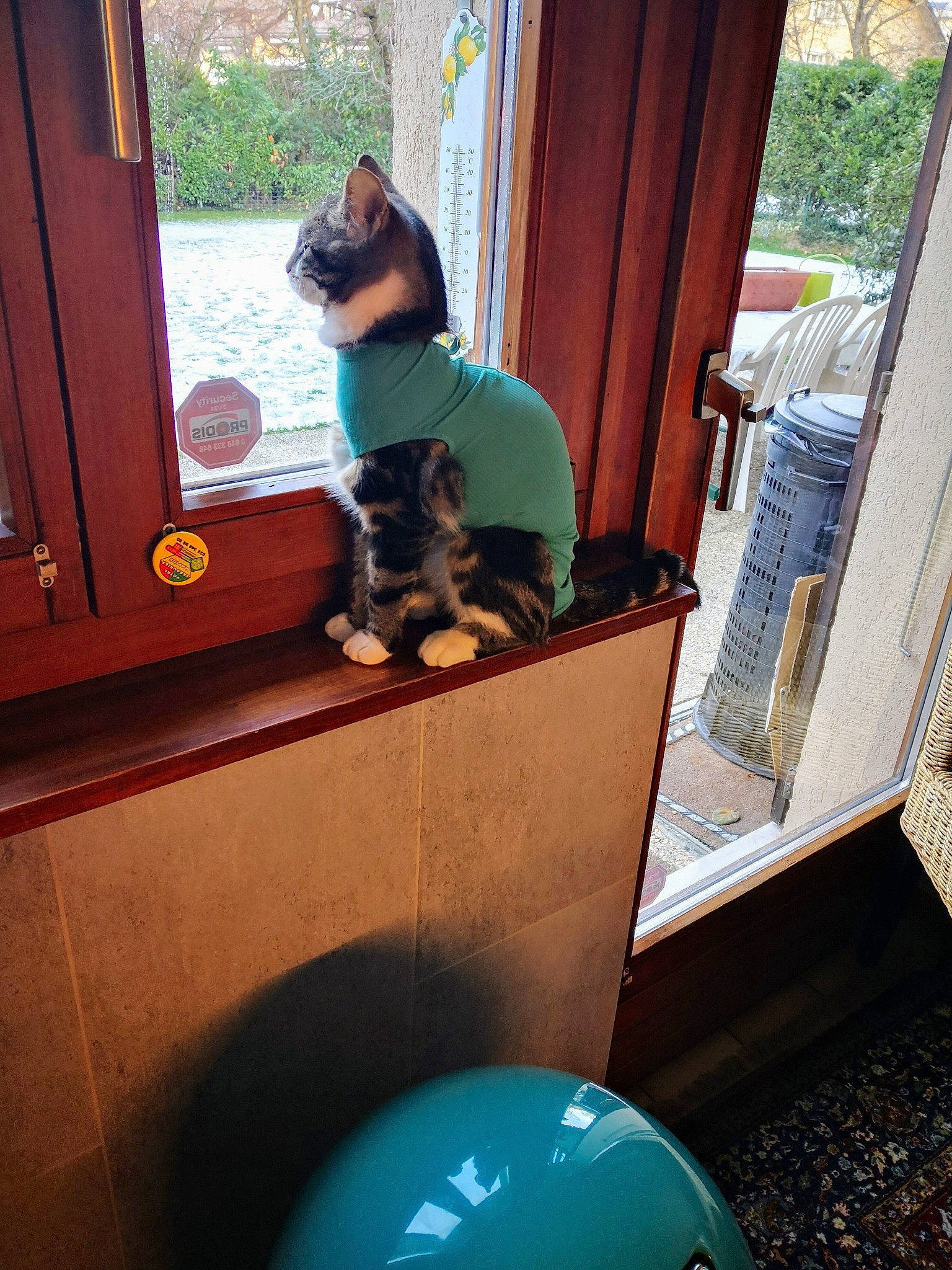 Chaussette participe au concours pour gagner de l'argent avec cette photo : automotive_exterior, carnivore, companion_dog, curtain, dog, dog_breed, door, fawn, felidae, glass, green, home_door, leisure, motor_vehicle, small_to_medium_sized_cats, tail, tints_and_shades, vehicle_door, window, wood