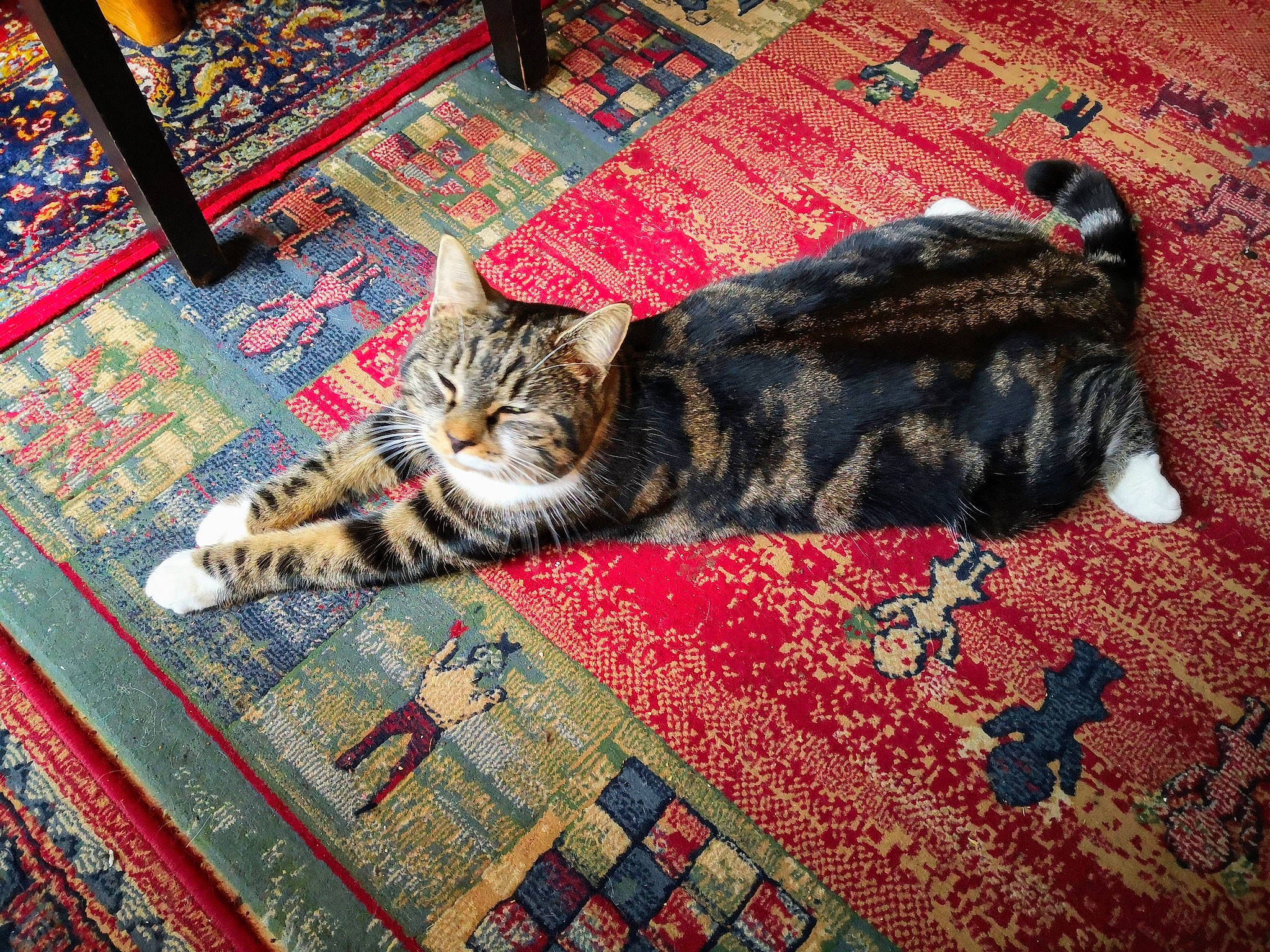 Chaussette participe au concours pour gagner de l'argent avec cette photo : carnivore, carpet, cat, comfort, domestic_short_haired_cat, felidae, flooring, fur, grey, linens, mat, pattern, prayer_rug, rug, small_to_medium_sized_cats, tail, textile, whiskers, wood, woven_fabric