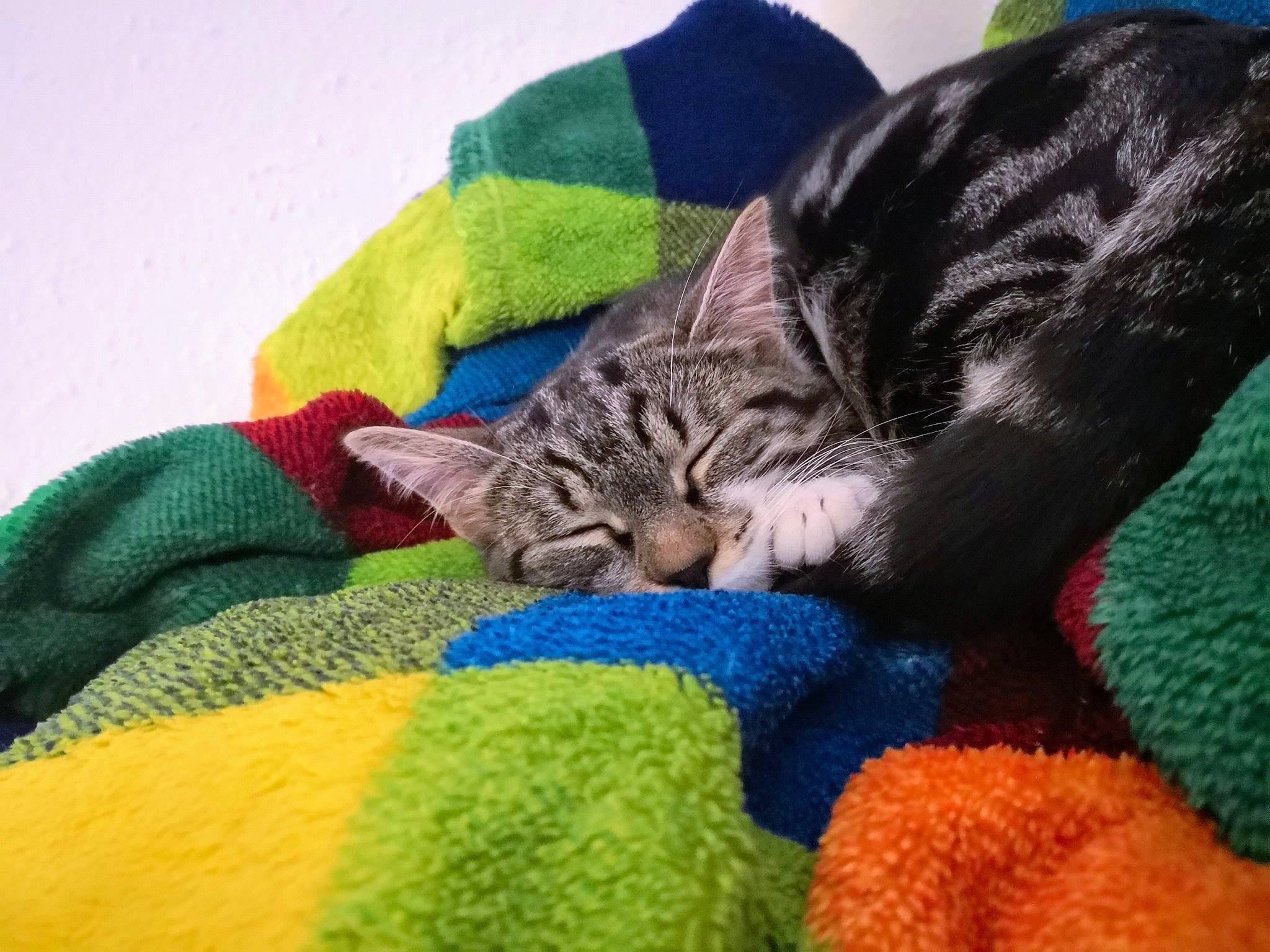 Chaussette a rejoint le concours — aidez-le/la à gagner de superbes lots ! azure, carnivore, cat, claw, comfort, domestic_short_haired_cat, electric_blue, felidae, fur, knitting, linens, mammal, nap, small_to_medium_sized_cats, tail, textile, thread, whiskers, wool, woolen