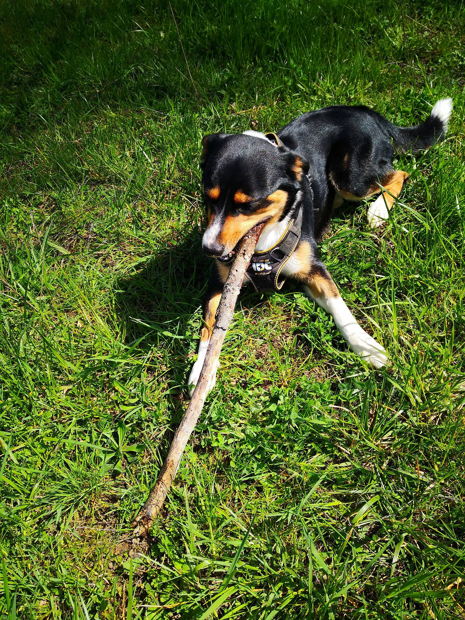 Nico participe au concours pour gagner de l'argent avec cette photo : canidae, carnivore, companion_dog, cooking, dog, dog_breed, grass, grassland, groundcover, guard_dog, montenegrin_mountain_hound, people_in_nature, plant, prazsky_krysarik, sporting_group, tail, terrestrial_animal, toy_dog, working_animal, working_dog