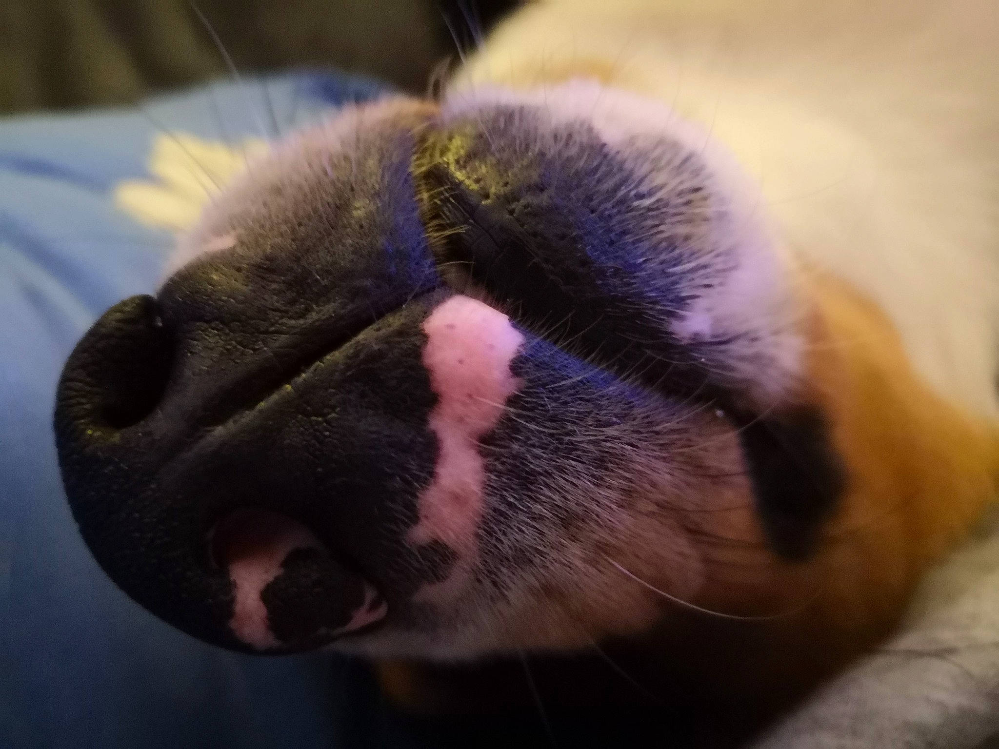 Nico participe au concours pour gagner de l'argent avec cette photo : canidae, carnivore, claw, companion_dog, dog_breed, ear, fawn, felidae, fur, liver, macro_photography, paw, small_to_medium_sized_cats, snout, sporting_group, tail, terrestrial_animal, whiskers, wildlife, wrinkle