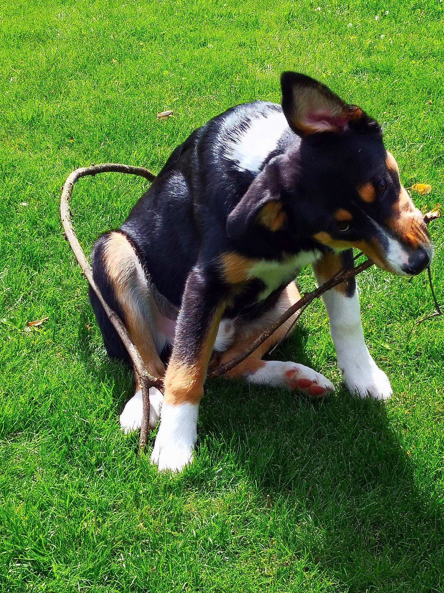 Nico a rejoint le concours — aidez-le/la à gagner de superbes lots ! canidae, carnivore, companion_dog, dog, dog_breed, dog_sports, fawn, grass, herding_dog, hunting_dog, non_sporting_group, paw, plant, recreation, snout, sporting_group, tail, terrestrial_animal, working_animal, working_dog