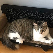 Olga participe au concours pour gagner de l'argent avec cette photo : cat, tabby, white_fur, fluffy, pet, animal, portrait, sitting, lounging, cardboard, scratcher, cat_furniture, chair, indoors, wood_floor, wall, tail, ears, green_eyes, relaxed
