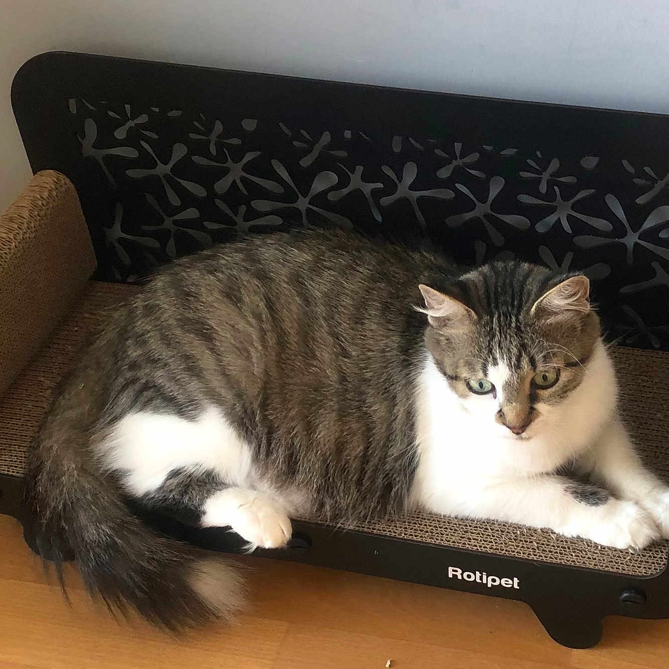 Olga participe au concours pour gagner de l'argent avec cette photo : cat, tabby, white_fur, fluffy, pet, animal, portrait, sitting, lounging, cardboard, scratcher, cat_furniture, chair, indoors, wood_floor, wall, tail, ears, green_eyes, relaxed