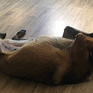 Vaya a rejoint le concours — aidez-le/la à gagner de superbes lots ! animal, black_fur, brown_fur, canine, dog, domestic_animal, flooring, fun, household, indoor, lying_down, paws, pet, pet_play, playing, relaxed, resting, tennis_ball, toy, wooden_floor