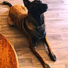 Vaya participe au concours pour gagner de l'argent avec cette photo : dog, lying_down, indoor, wooden_floor, brown, black, alert, ears, table, pet, canine, fur, animal, looking_up, domestic, flooring, relaxed, portrait, companion, house