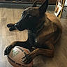 Vaya participe au concours pour gagner de l'argent avec cette photo : animal, brown_fur, canine, companion, cozy, dog, ears, furniture, guarding, home, indoor, mammal, paws, pet, photograph_frames, portrait, relaxed, rugby_ball, sports_equipment, wooden_floor