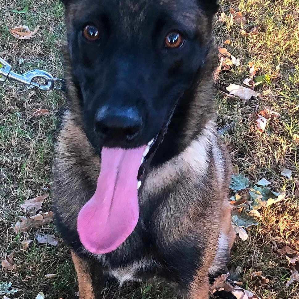 Vaya participe au concours pour gagner de l'argent avec cette photo : dog, german_shepherd, tongue_out, grass, outdoor, pet, animal, canine, happy, sitting, ears_up, leaves, nature, daylight, brown, black, fur, eyes, collar, chain