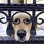 animal, background_blur, bars, black_metal, close_up, curious, cute, dog, face, golden_retriever, iron_fence, looking_through, metalwork, nose, outdoor, pet, playful, portrait, snout, whiskers