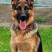 Ruby a rejoint le concours — aidez-le/la à gagner de superbes lots ! dog, german_shepherd, animal, pet, grass, outdoor, tongue_out, canine, fur, collar, ears, sitting, happy, nature, muzzle, portrait, playful, friendly, companion, summer