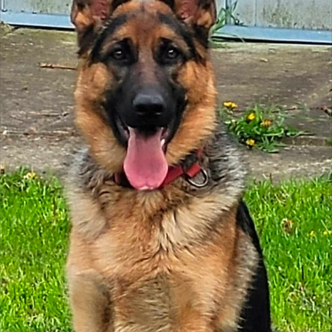 Ruby a rejoint le concours — aidez-le/la à gagner de superbes lots ! animal, canine, collar, companion, dog, ears, friendly, fur, german_shepherd, grass, happy, muzzle, nature, outdoor, pet, playful, portrait, sitting, summer, tongue_out