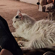 Onya joined the competition — help win amazing prizes! animal, carpet, cat, cozy, ear, feline, fluffy, footwear, home, indoor, patterned_rug, paw, pet, quiet, relaxing, resting, shoe, side_view, sock, white_cat