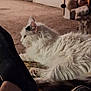 animal, carpet, cat, cozy, ear, feline, fluffy, footwear, home, indoor, patterned_rug, paw, pet, quiet, relaxing, resting, shoe, side_view, sock, white_cat