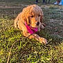 Aslan a rejoint le concours — aidez-le/la à gagner de superbes lots ! golden_retriever, puppy, dog, bandana, grass, outdoor, sunlight, leash, people, blurred_background, animal, pet, canine, nature, summer, playing, cute, young, resting, mammal