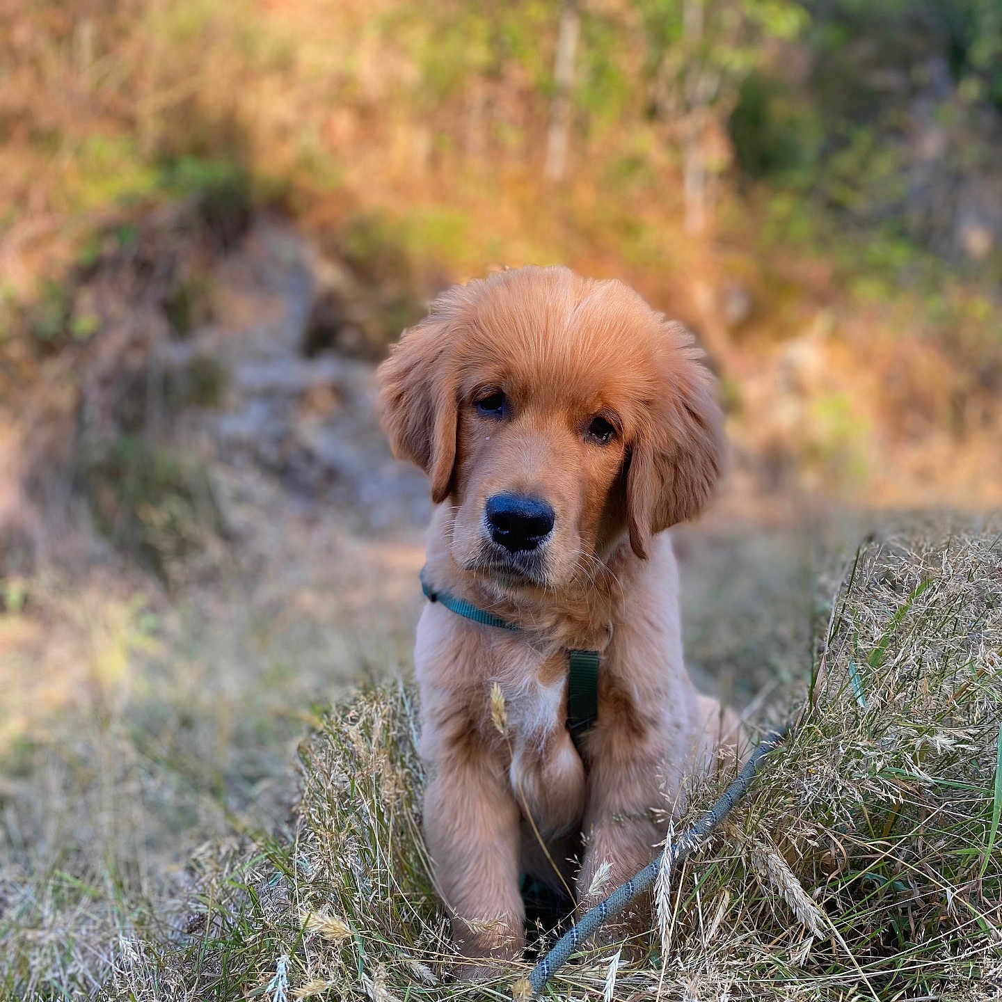 Aslan participe au concours pour gagner de l'argent avec cette photo : animal, canine, cute, daylight, dog, field, fur, golden_retriever, grass, greenery, leash, mammal, nature, outdoor, pet, portrait, puppy, rock, sitting, young_animal