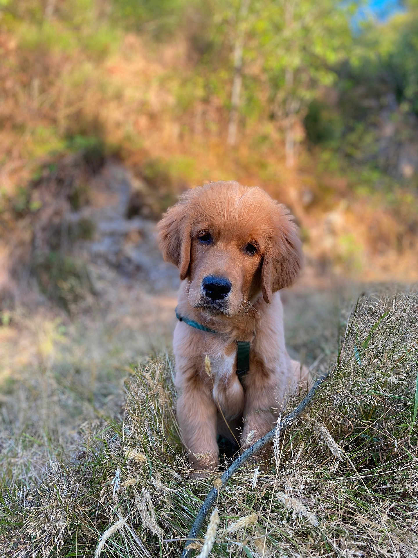 Aslan participe au concours pour gagner de l'argent avec cette photo : golden_retriever, puppy, dog, grass, nature, outdoor, young_animal, animal, pet, fur, greenery, rock, field, cute, canine, mammal, portrait, sitting, leash, daylight