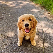 Aslan a rejoint le concours — aidez-le/la à gagner de superbes lots ! golden_retriever, puppy, dog, outdoor, path, gravel, leash, happy, tongue_out, sunlight, greenery, nature, cute, pet, animal, sitting, fur, smiling, young, daylight