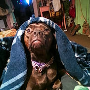 China is registered to the contest to win money with this photo: dog, blanket, indoor, brown, pet, cozy, furniture, chair, table, decor, lights, collar, canine, portrait, expression, animal, paw, home, warm, snug