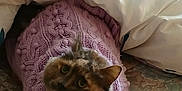 Rosie is registered to the contest to win money with this photo: cat, tortoiseshell, knitted_sweater, purple_sweater, blanket, bed, mattress, fluffy, pet, indoor, curious, animal, cozy, resting, feline, cute, warm, looking_up, domestic, soft