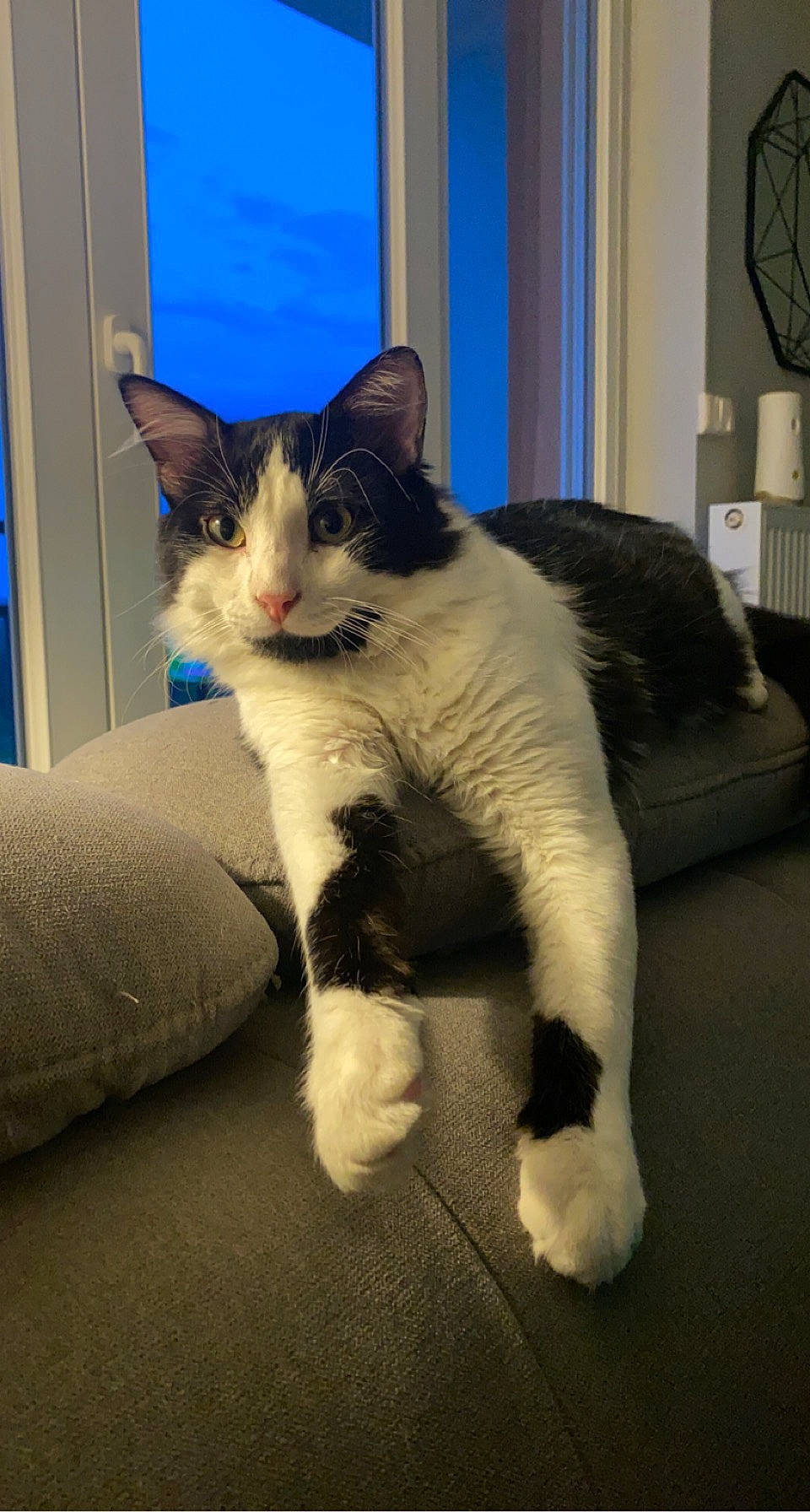 Saiko a rejoint le concours — aidez-le/la à gagner de superbes lots ! blue, carnivore, cat, comfort, couch, domestic_short_haired_cat, door, felidae, flooring, foot, fur, home_appliance, mechanical_fan, paw, sitting, small_to_medium_sized_cats, snout, tail, whiskers, window