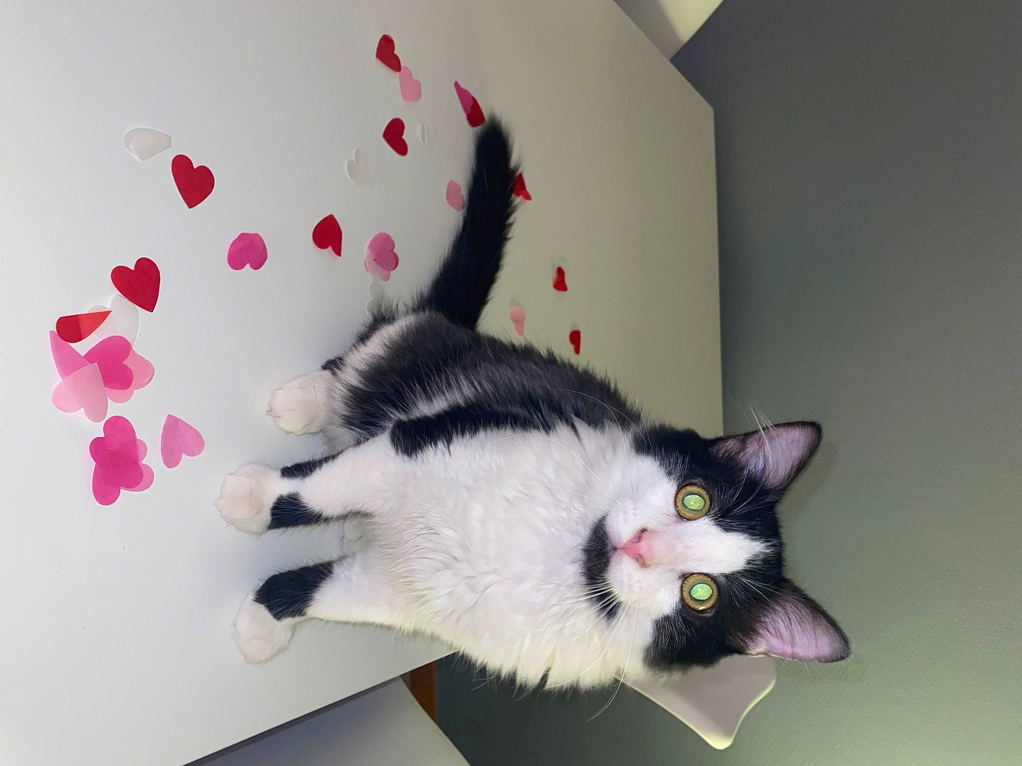 Saiko a rejoint le concours — aidez-le/la à gagner de superbes lots ! carmine, carnivore, cat, creative_arts, domestic_short_haired_cat, felidae, fur, paper_product, pattern, paw, petal, plant, room, small_to_medium_sized_cats, tail, whiskers