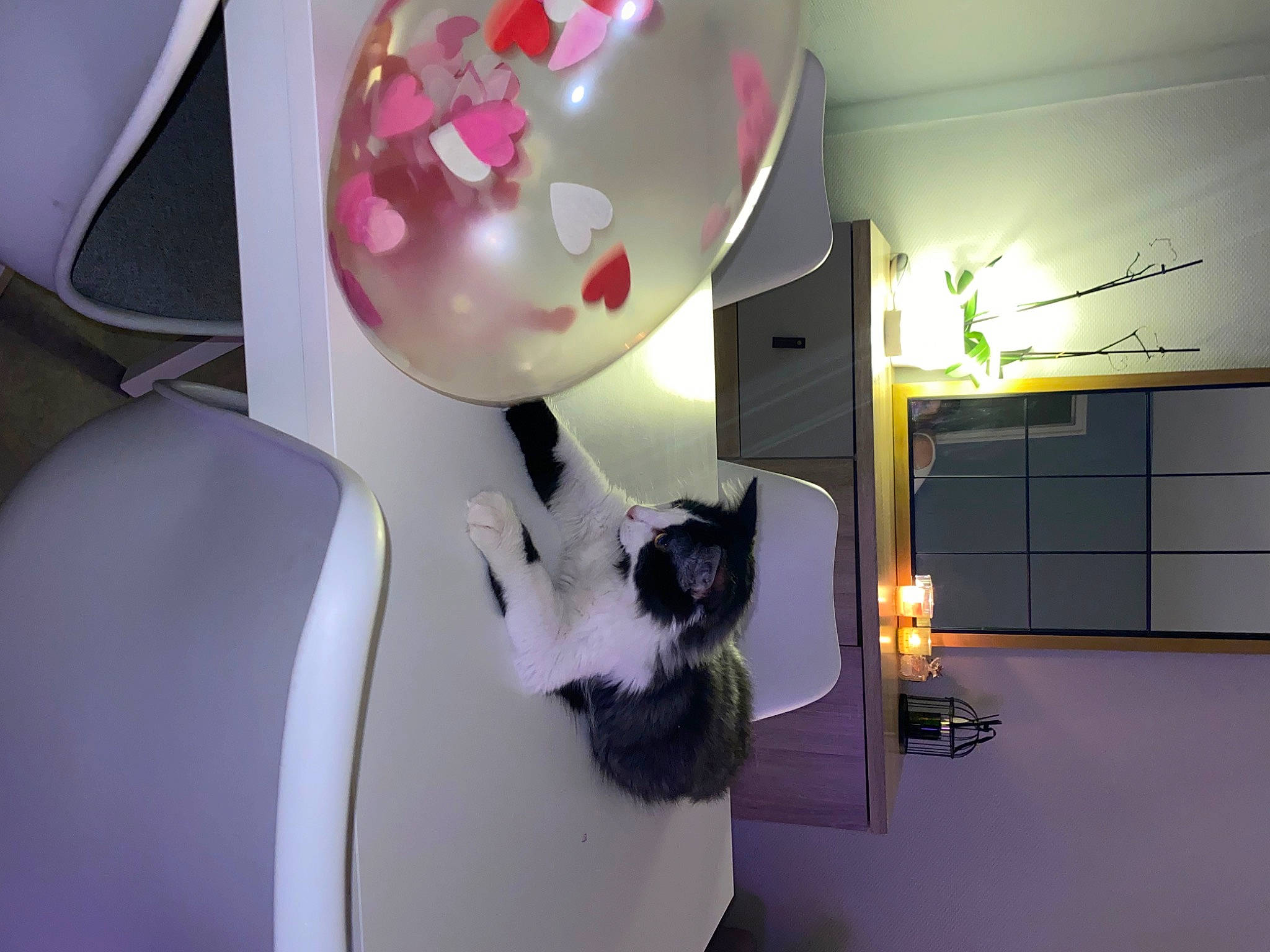 Saiko a rejoint le concours — aidez-le/la à gagner de superbes lots ! automotive_design, balloon, carnivore, cat, ceiling, comfort, felidae, flooring, fur, lighting, magenta, party_supply, plant, purple, room, small_to_medium_sized_cats, tail, toy, visual_arts, whiskers