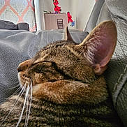 Pluto is registered to the contest to win money with this photo: box, cat, closeup, cozy, curtain, ear, feline, flowers, fur, home, indoor, leather_couch, natural_light, pet, relaxation, resting, sleeping, tabby, whiskers, window