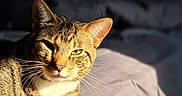 Pluto joined the competition — help win amazing prizes! animal, cat, close_up, cozy, cute, domestic_animal, face, feline, fur, green_eyes, indoor, mammal, pet, portrait, relaxing, resting, sleepy, sunlight, tabby, whiskers